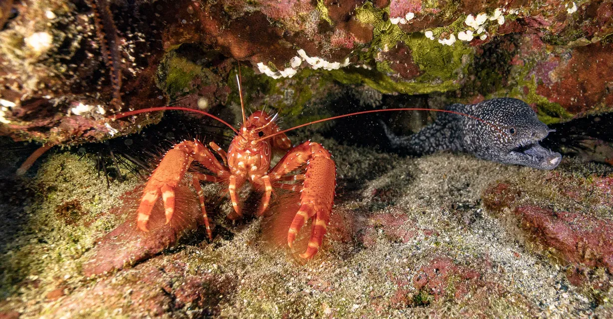 Остров св. Елены, январь 2025