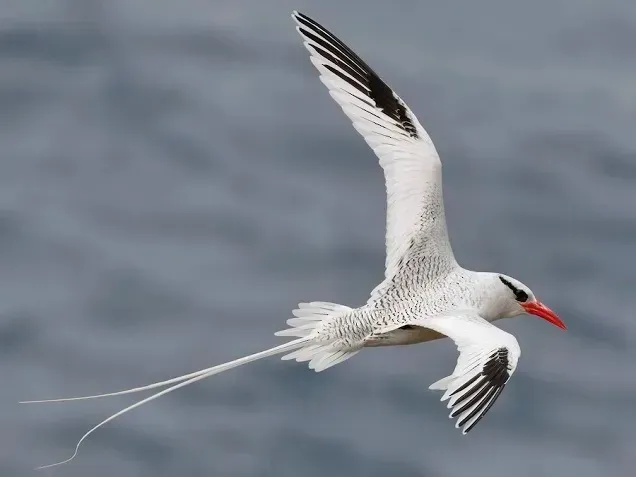 Остров св. Елены, январь 2025