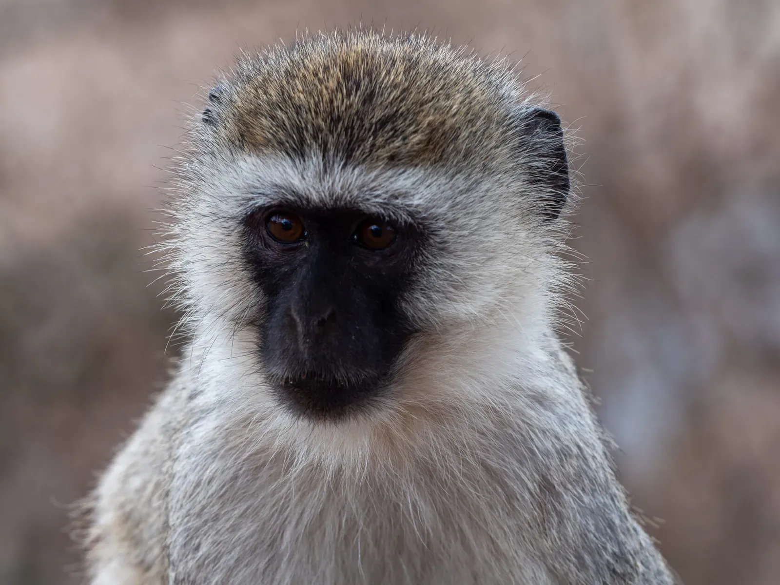 Танзания, ноябрь 2020