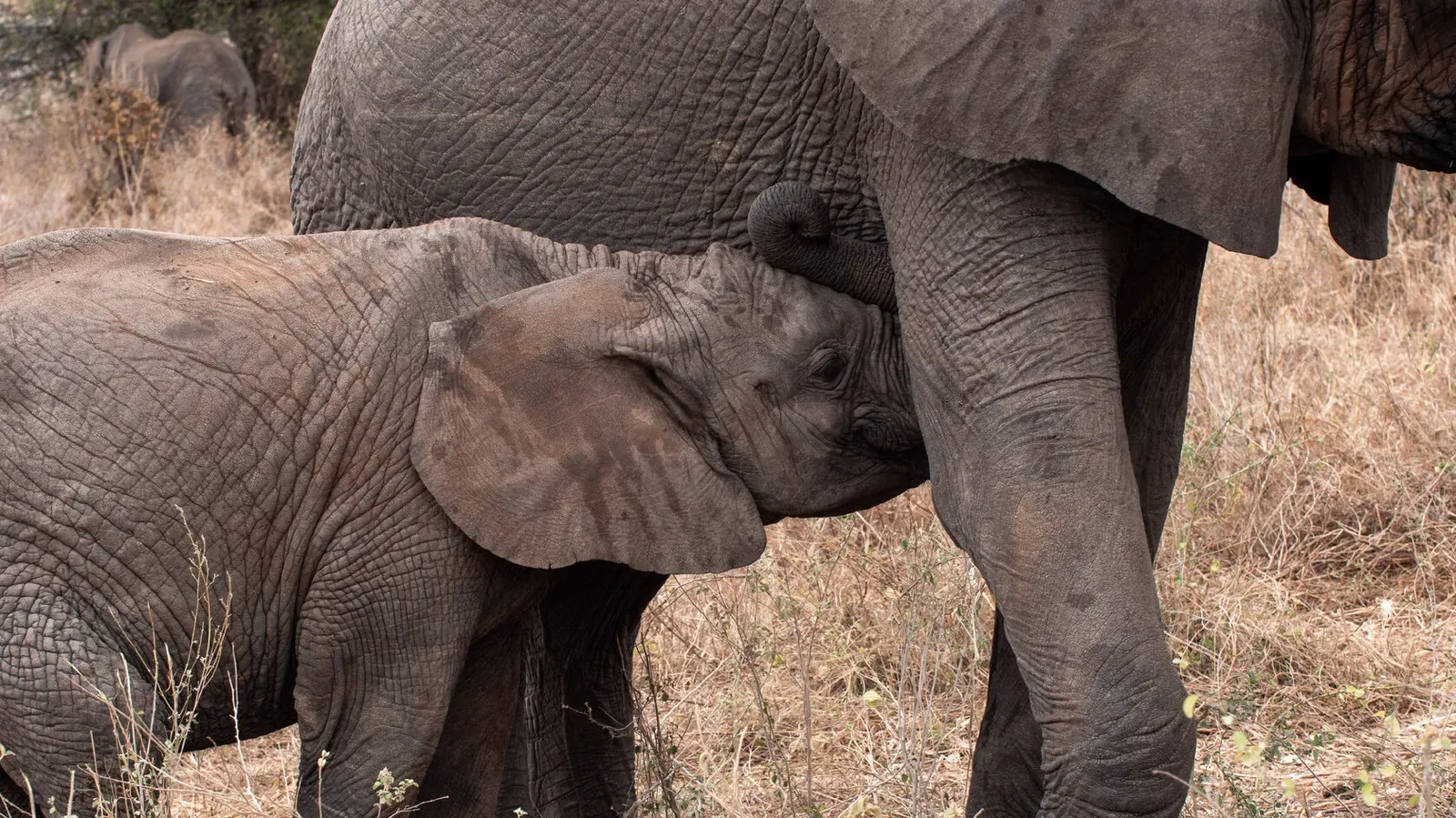 Танзания, ноябрь 2020