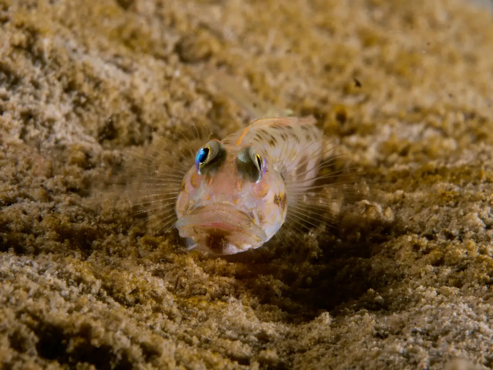 Тубботаха, май 2023