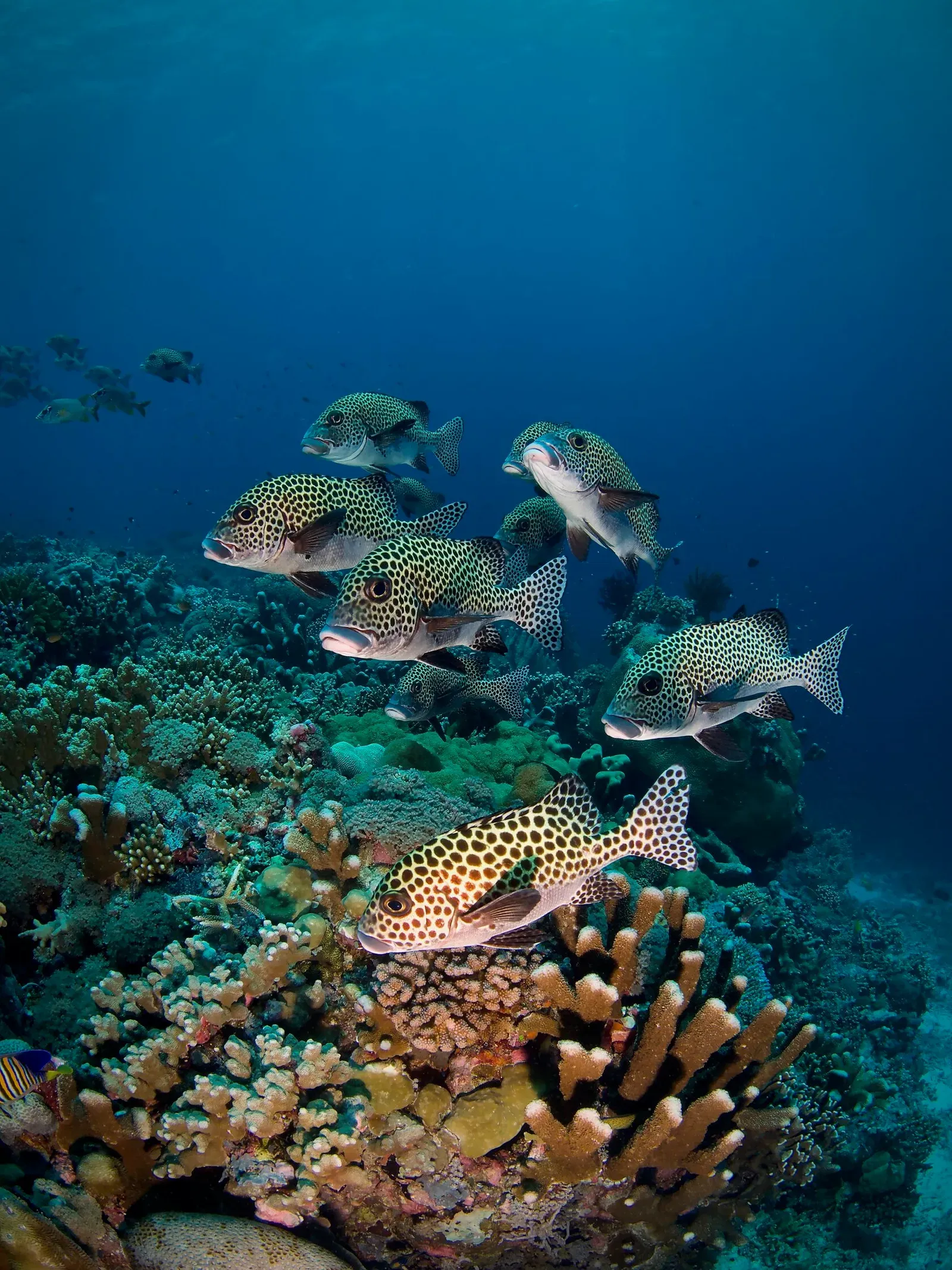 Тубботаха, май 2023