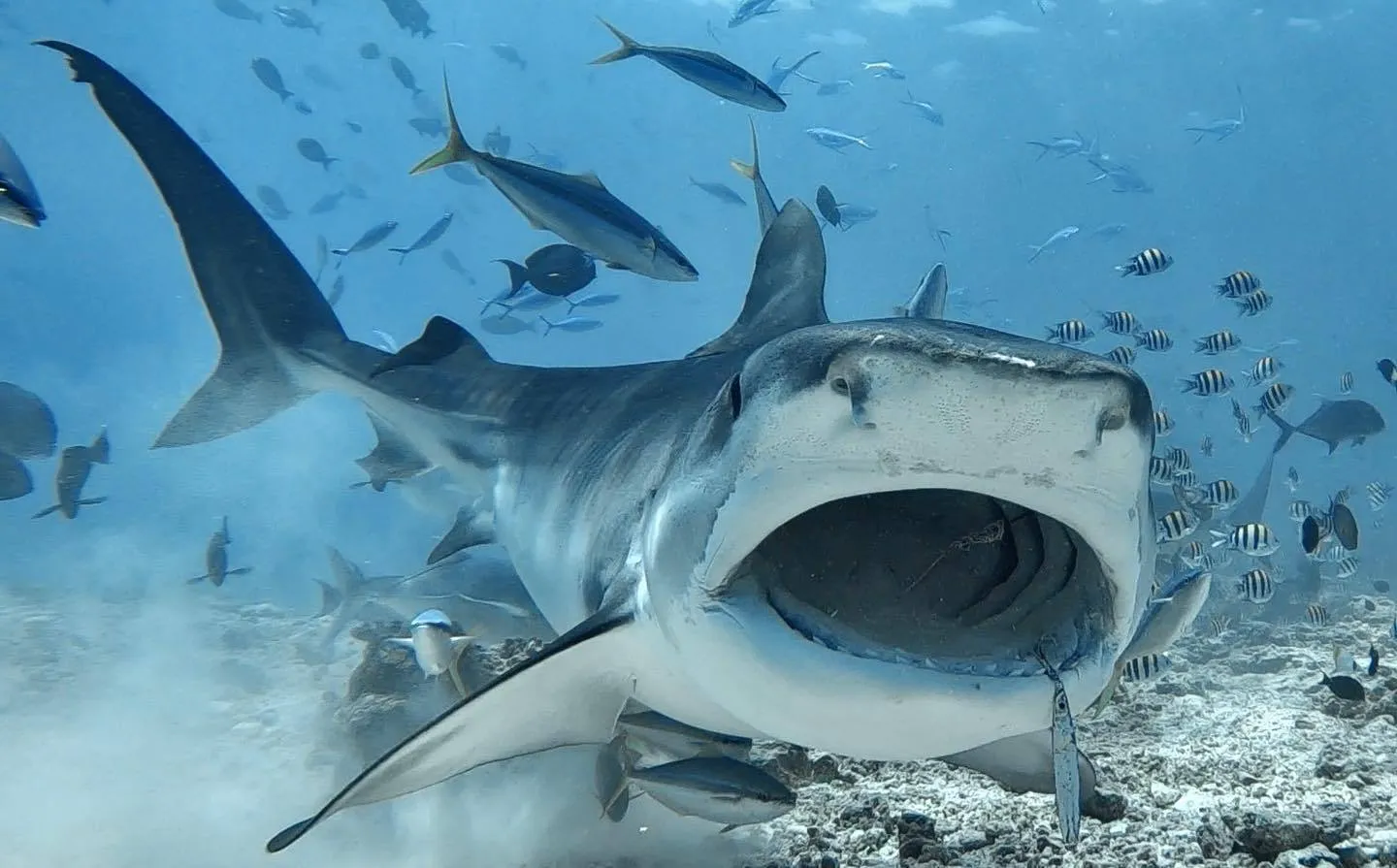 TIGER ZOO — новое шоу на Мальдивах