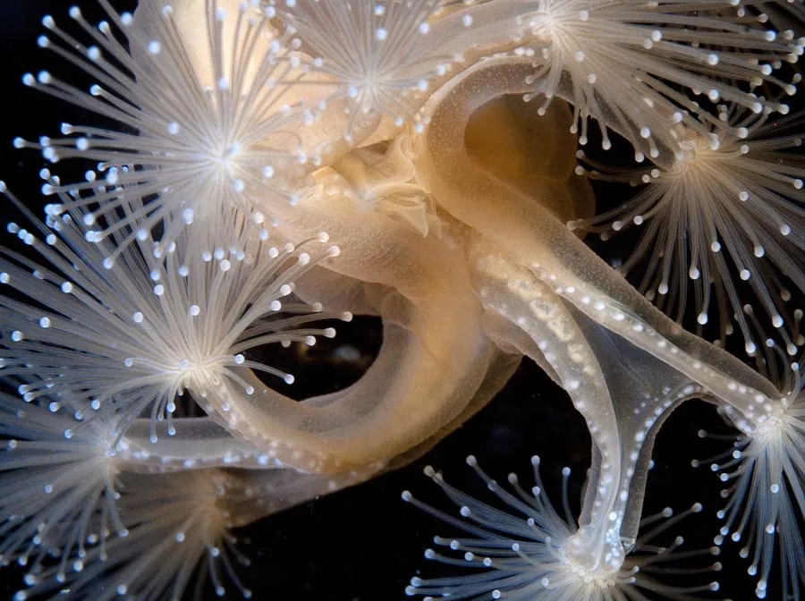 Что скрывают чёрные воды Белого моря