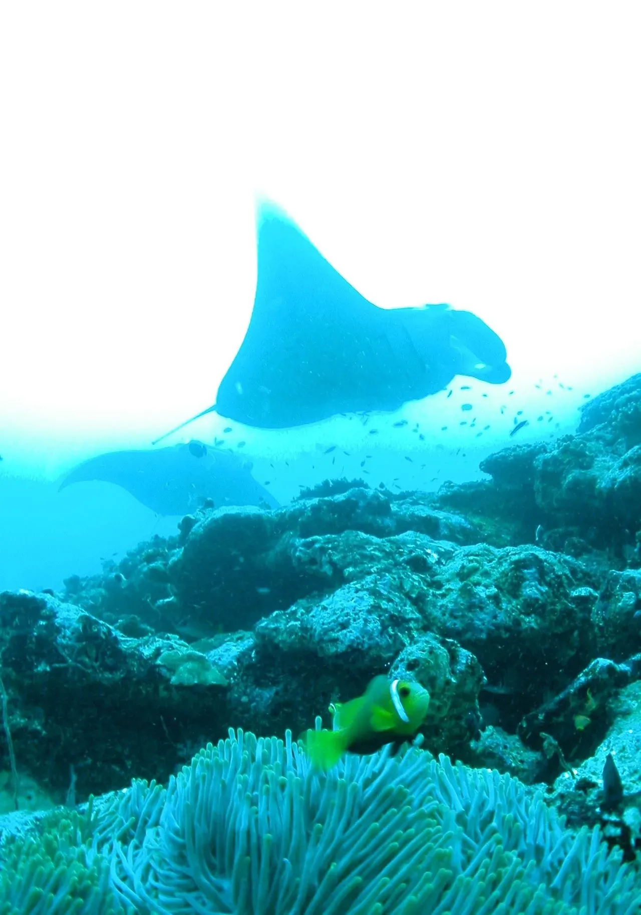 Мальдивы — подводный мир