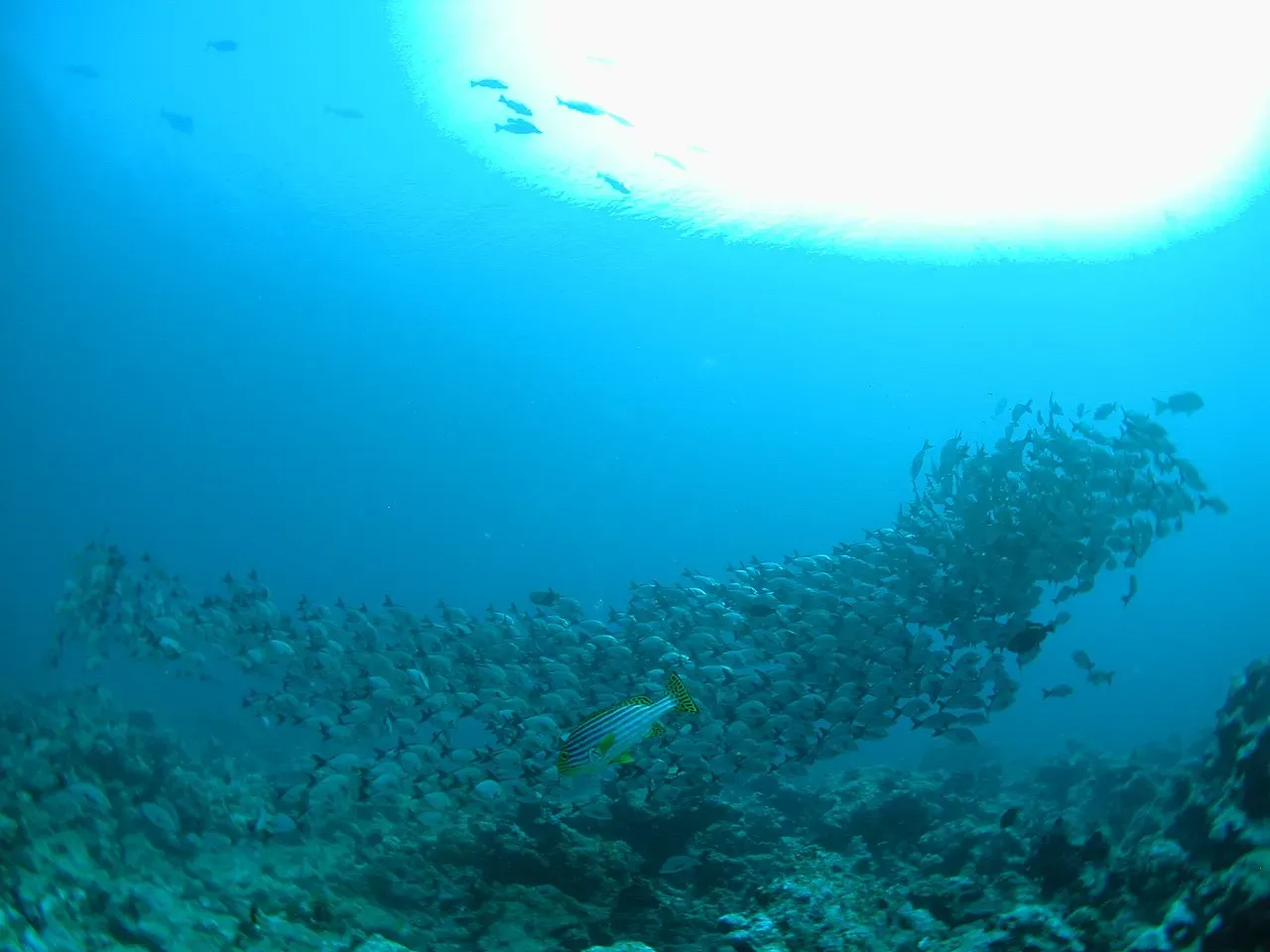 Мальдивы — подводный мир