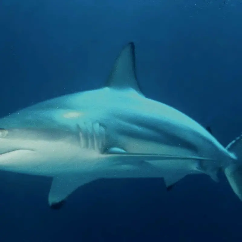 Oceanic blacktips and copper sharks