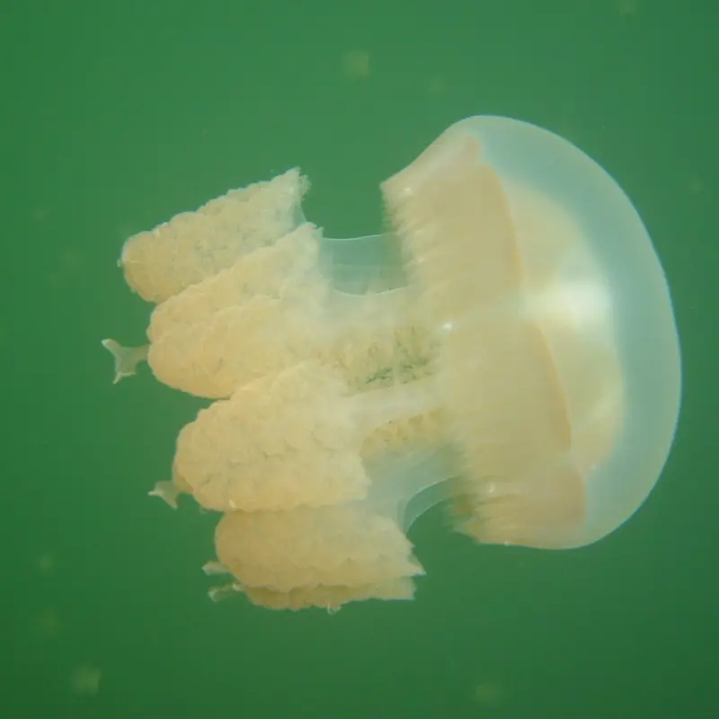 Безжальные золотые медузы (Jellyfish Lake)