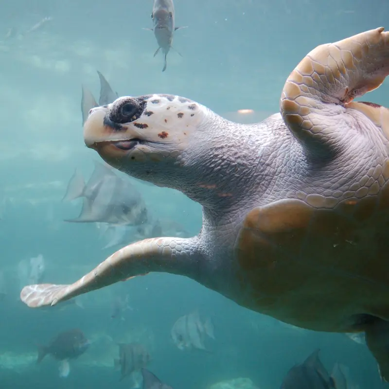Морская черепаха каретта (Caretta caretta)