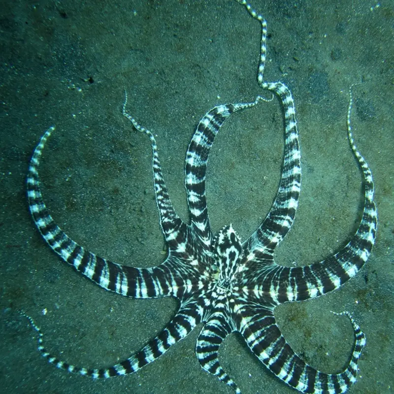 Мимические осьминоги и голожаберники (Lembeh)