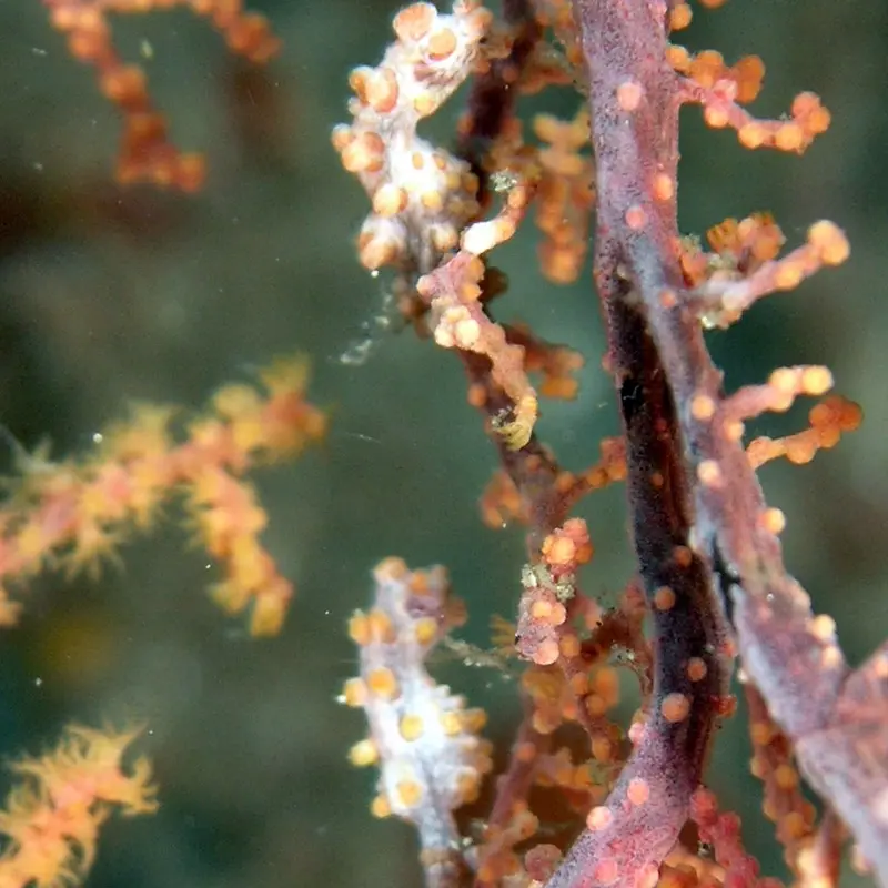 Карликовые морские коньки (pygmy seahorses)