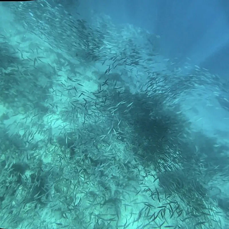 The sardine run with its gannets and Bryde's whales