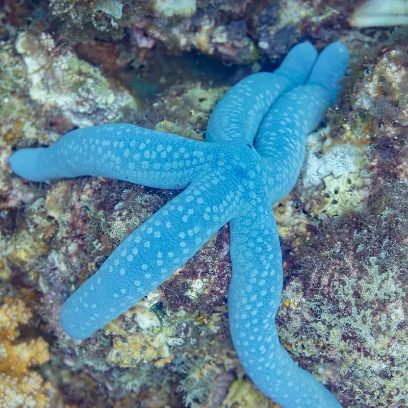 Sea stars and brittle stars