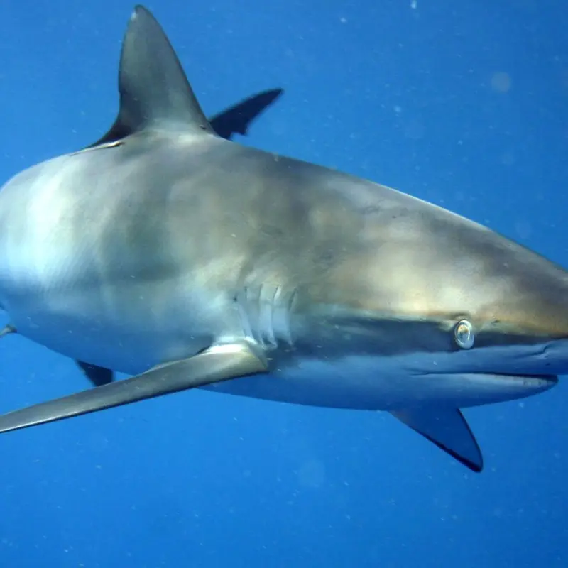 Шелковые акулы (у поверхности, круглый год)