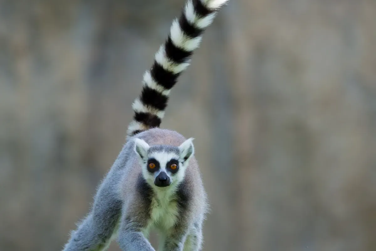 Кольцехвостый лемур, Мадагаскар