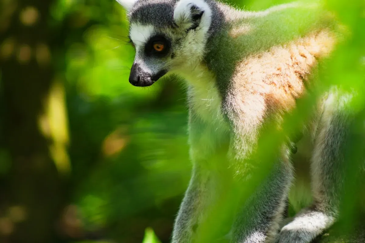 Лемур в дикой природе Мадагаскара