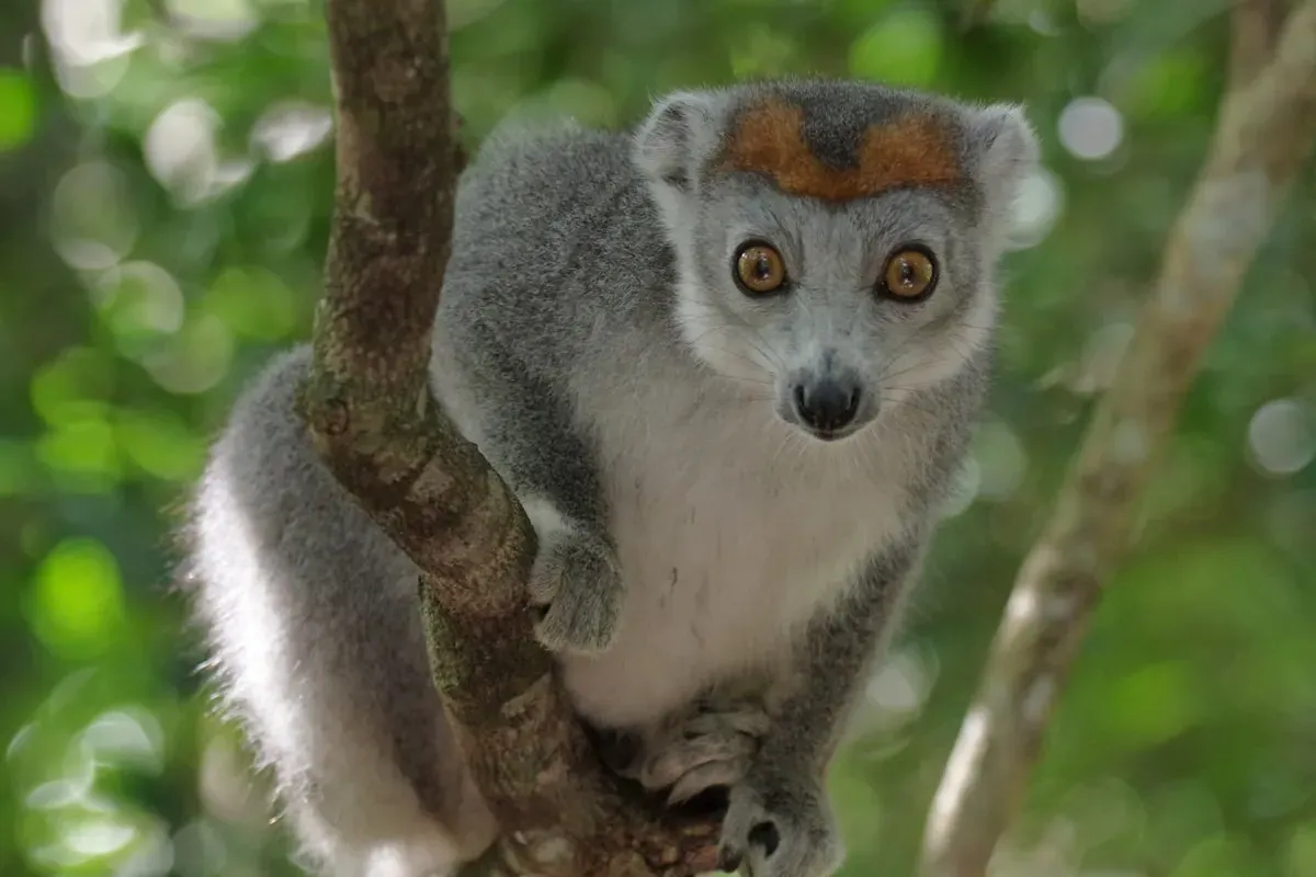 Лемур на ветке дерева