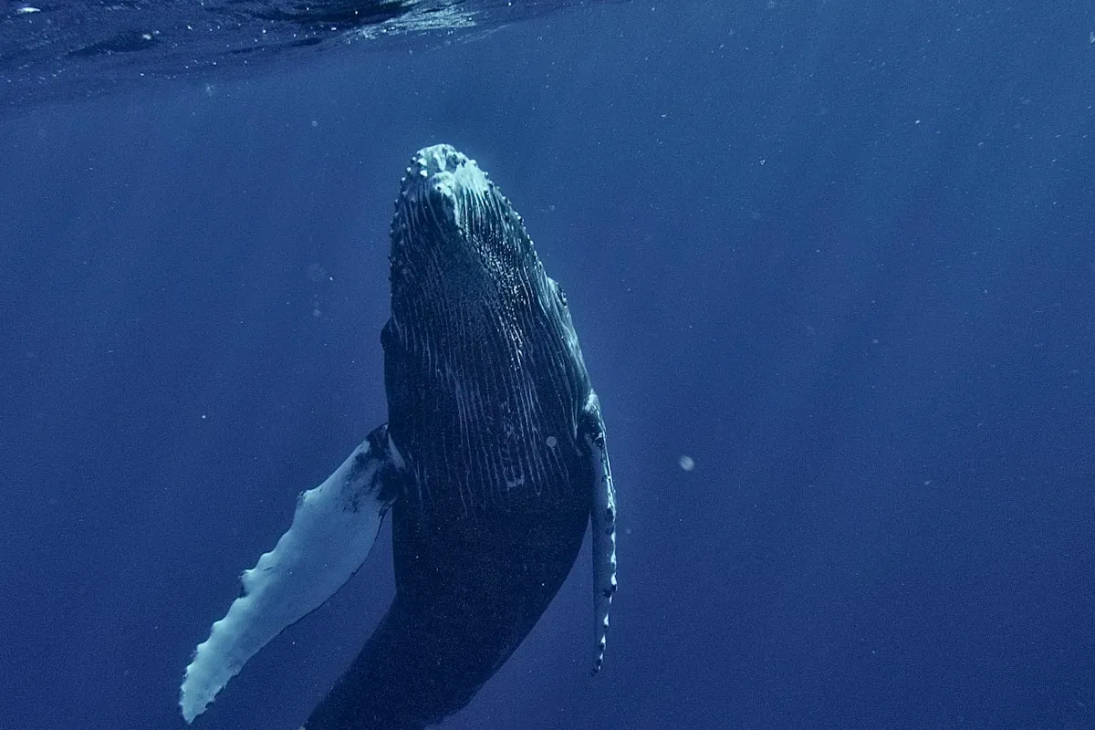 Кит под водой