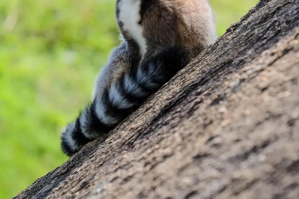 Лемур на скале, Мадагаскар