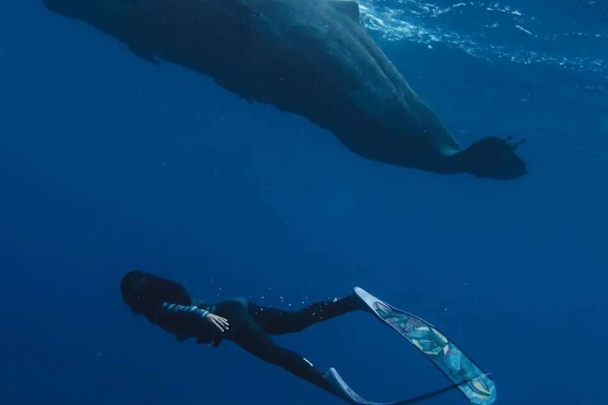 Плавание рядом с китом