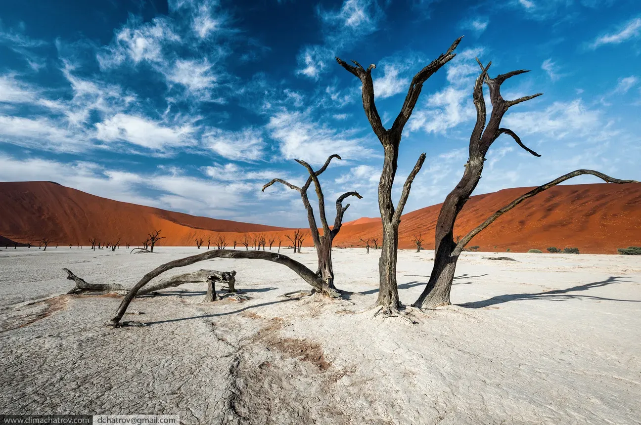 Мёртвые деревья Дедвлея на фоне дюн