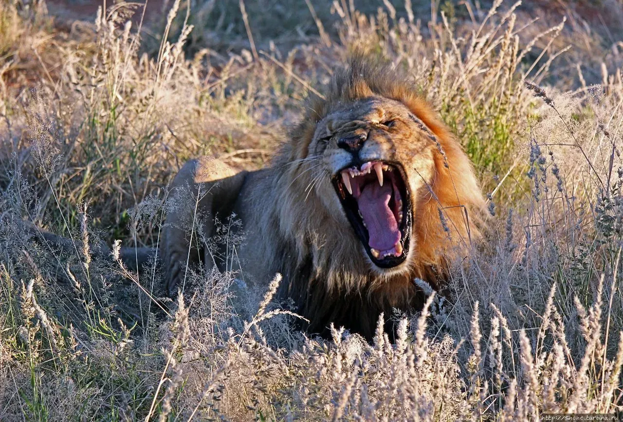 Лев зевает в сухой траве саванны