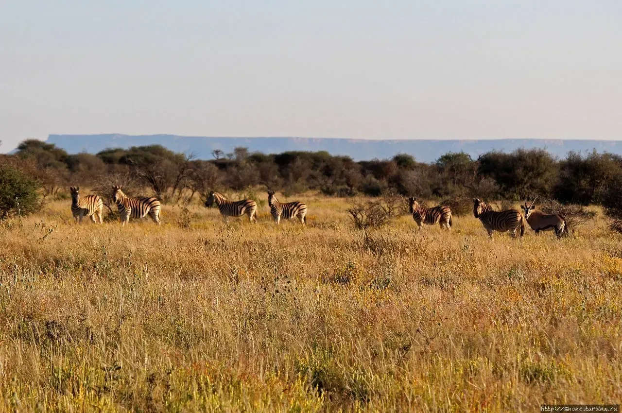 Стадо зебр в африканской саванне