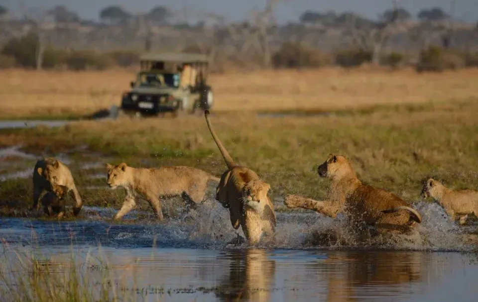 Львицы бегут через воду на сафари