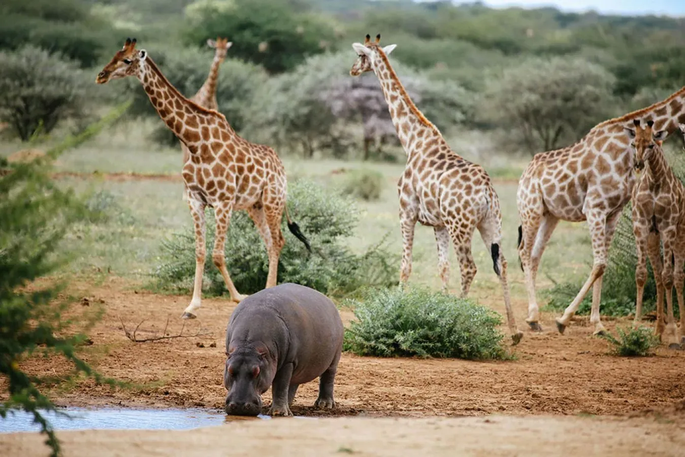 Бегемот и жирафы у водопоя