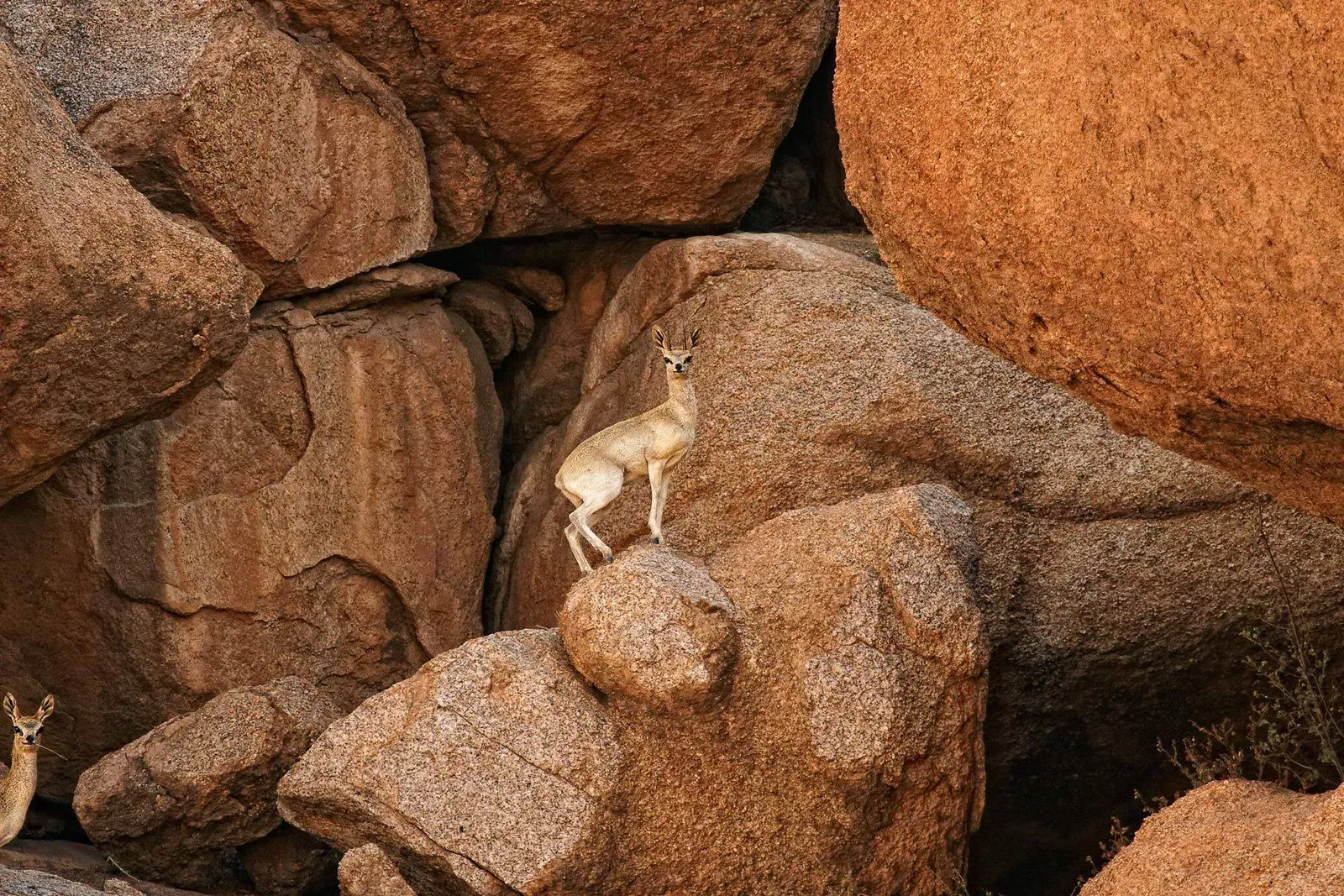 Антилопа-клипспрингер на гранитных валунах