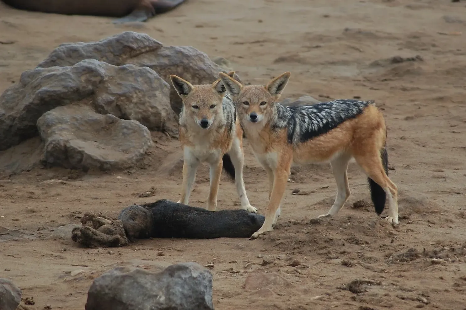 Два шакала на песчаном берегу океана