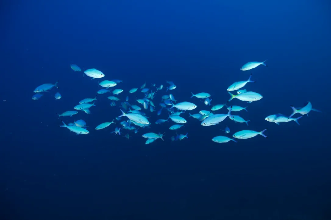 Дайвинг в Красном море