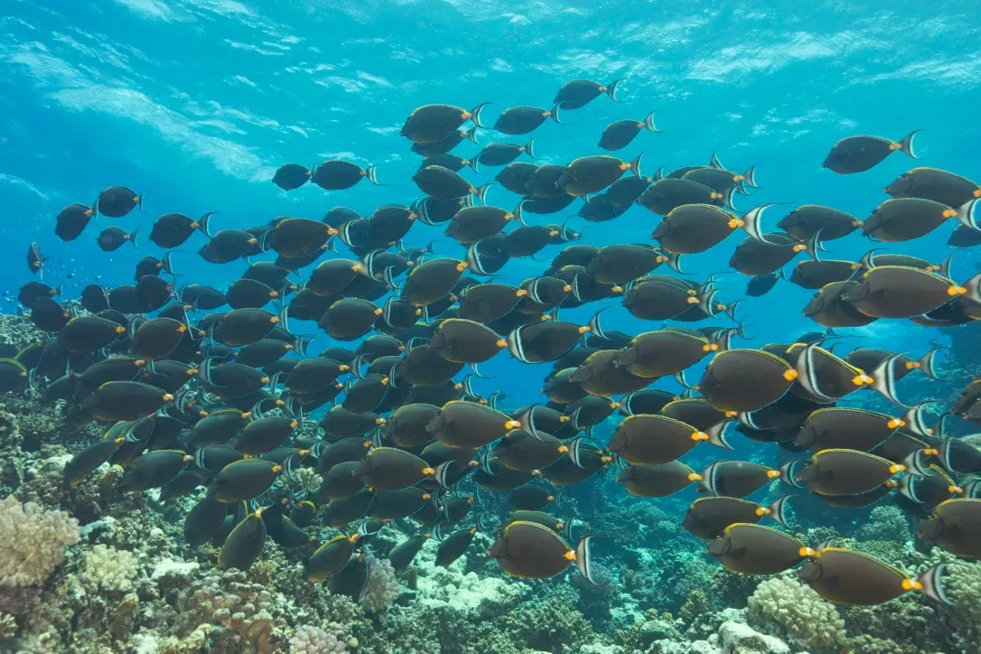 Коралловые сады Fury Shoals