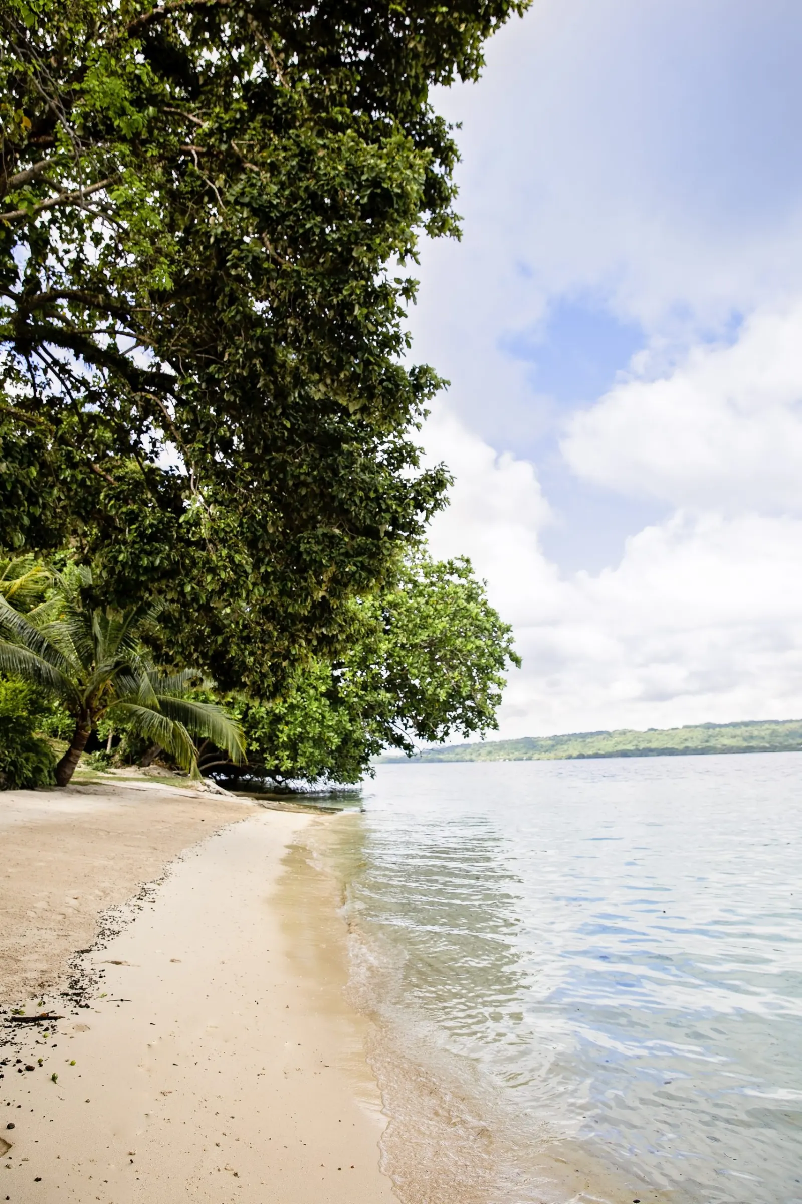 The private sandy beach under the trees