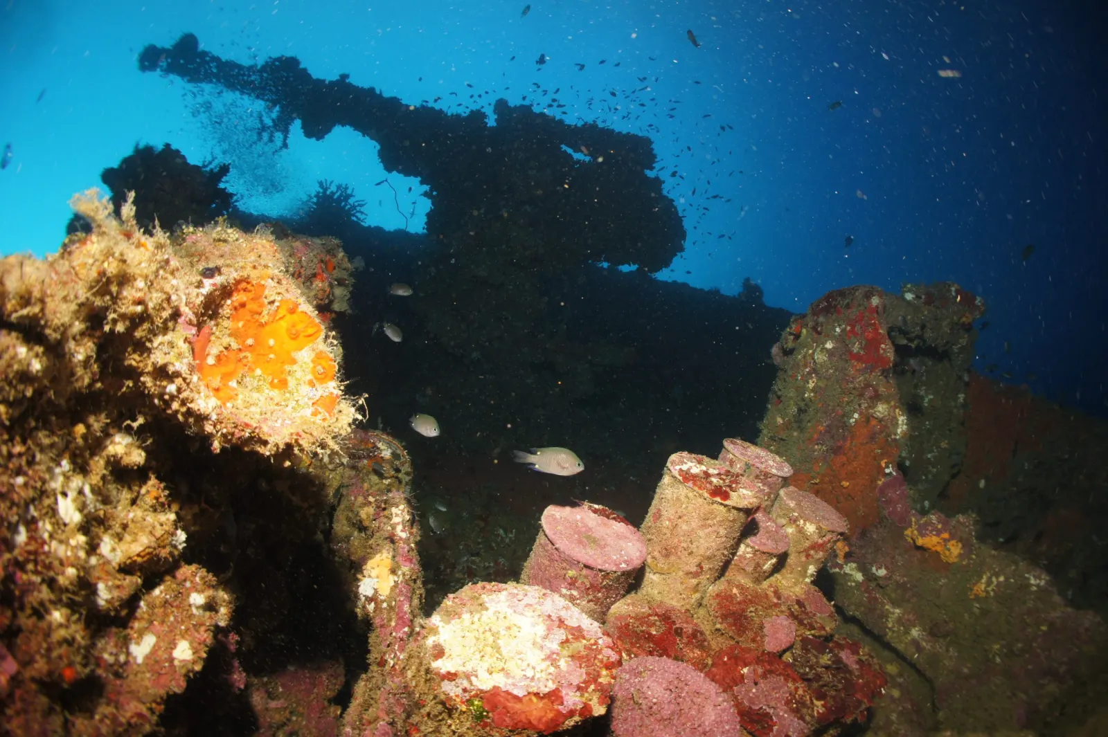 Coral-covered structure of a sunken vessel