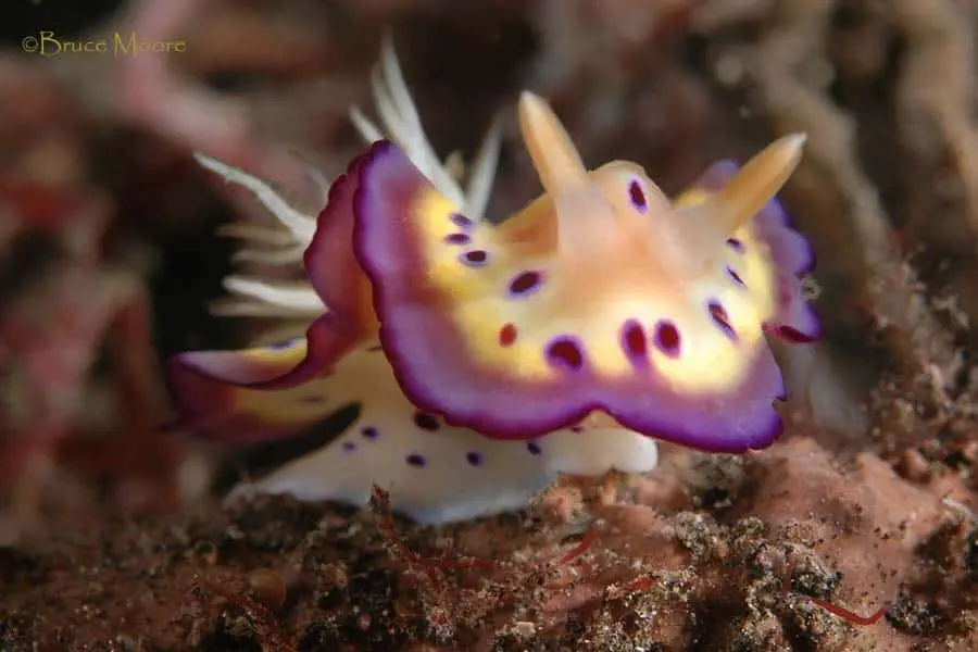 Голожаберный моллюск Chromodoris kuniei