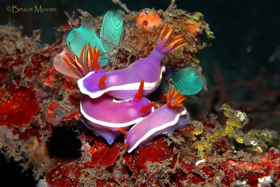 Голожаберный моллюск Hypselodoris bullockii