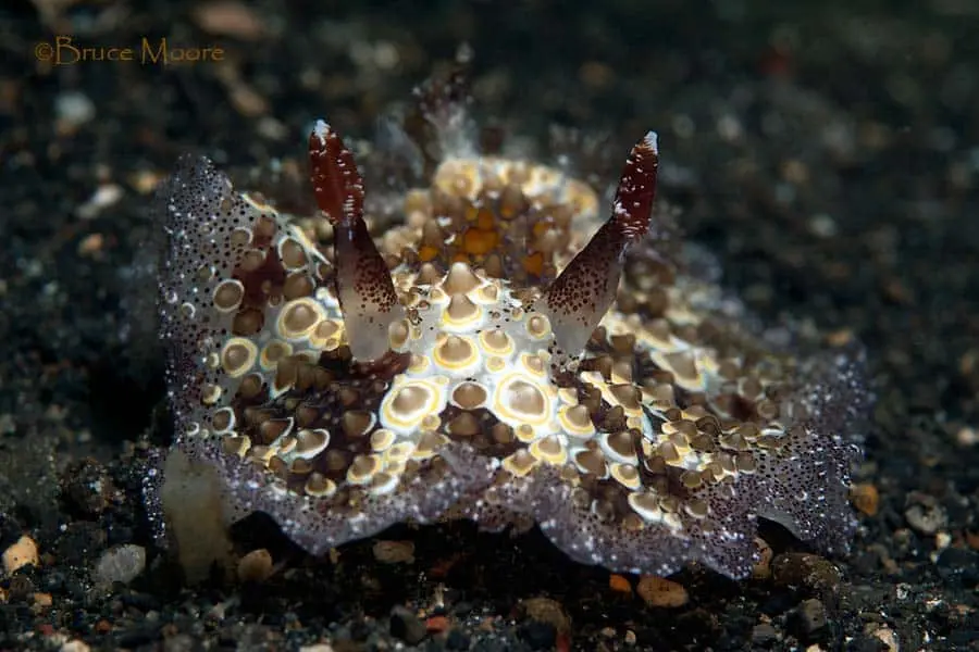 Голожаберный моллюск Dendrodoris denisoni