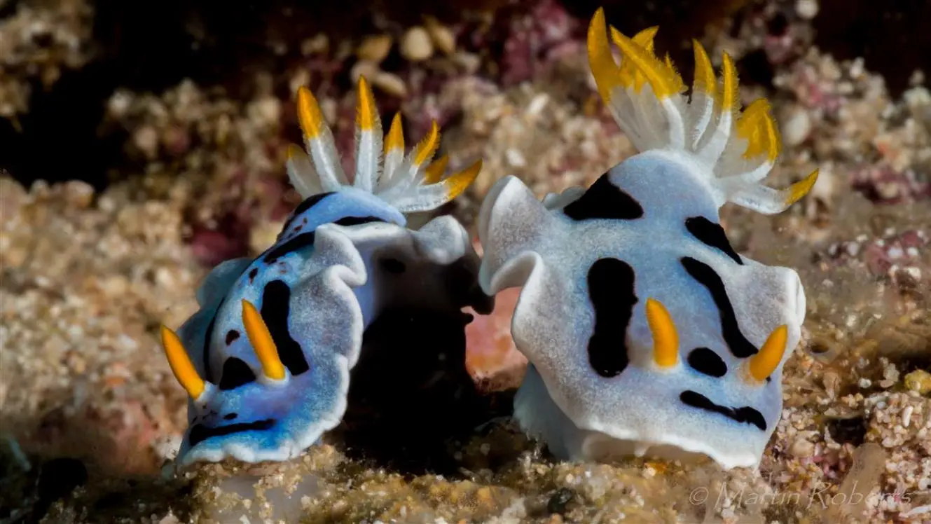 Пара Chromodoris dianae
