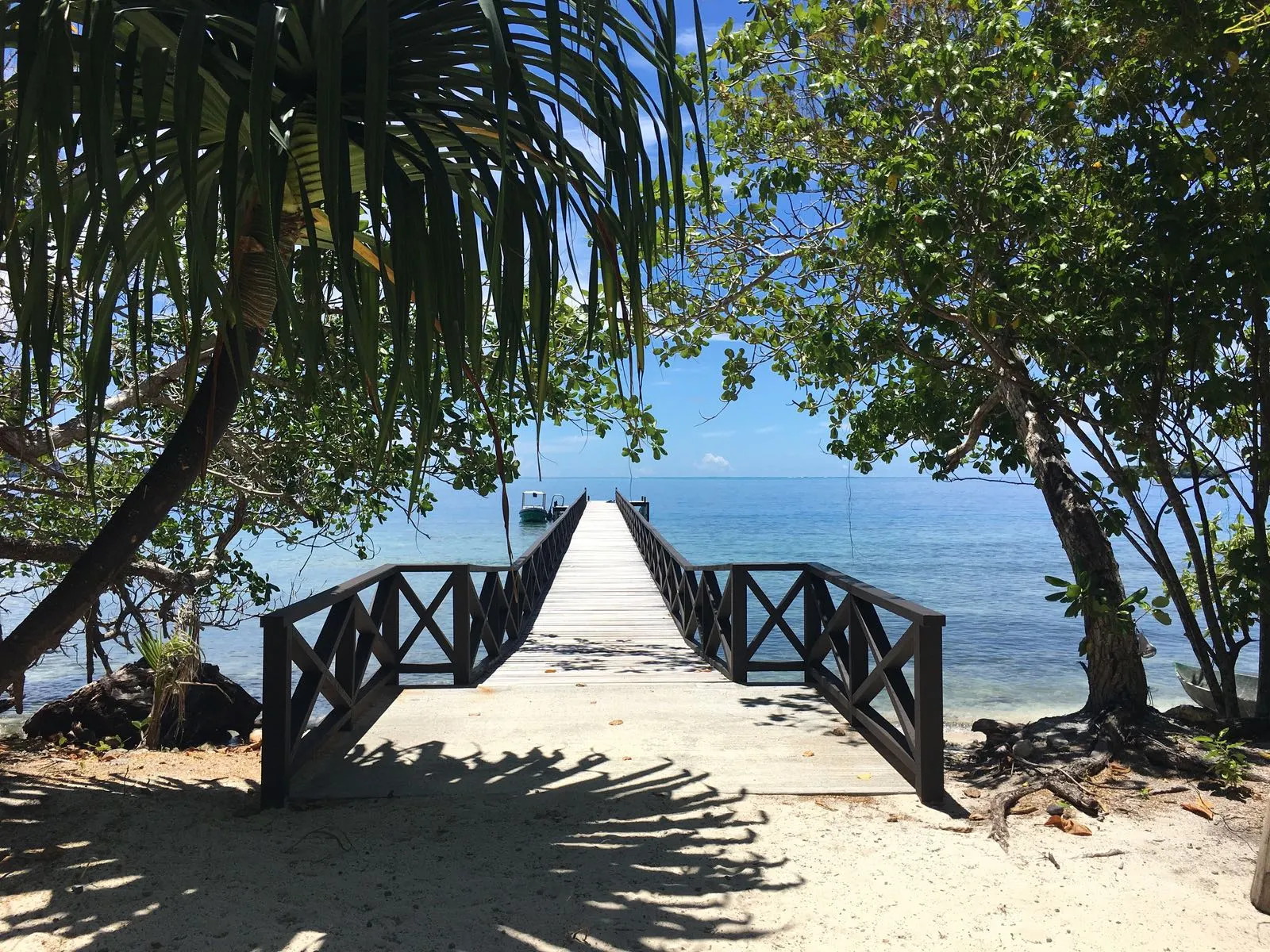 A walkway to the water between the palms
