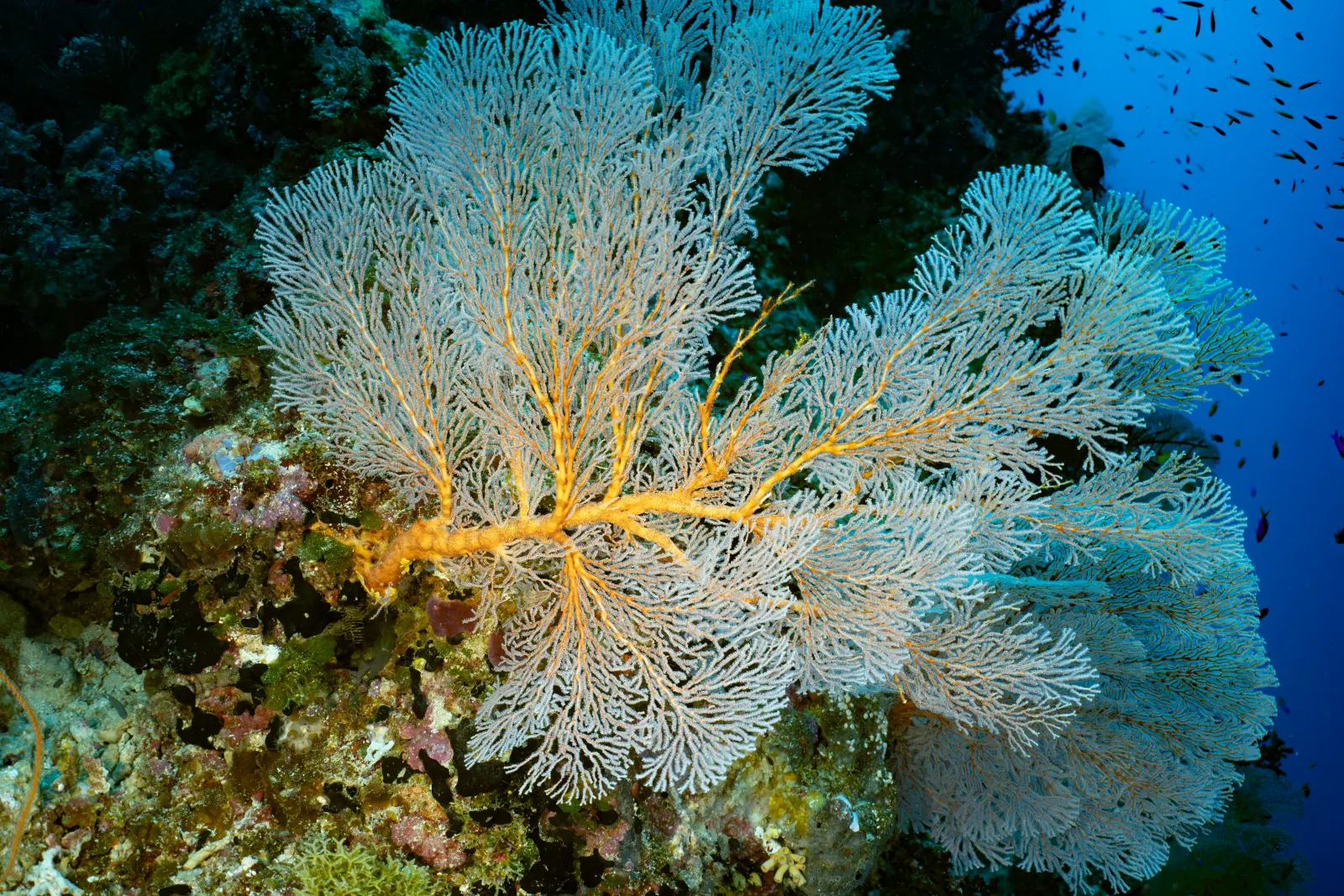 A large sea fan on the reef wall
