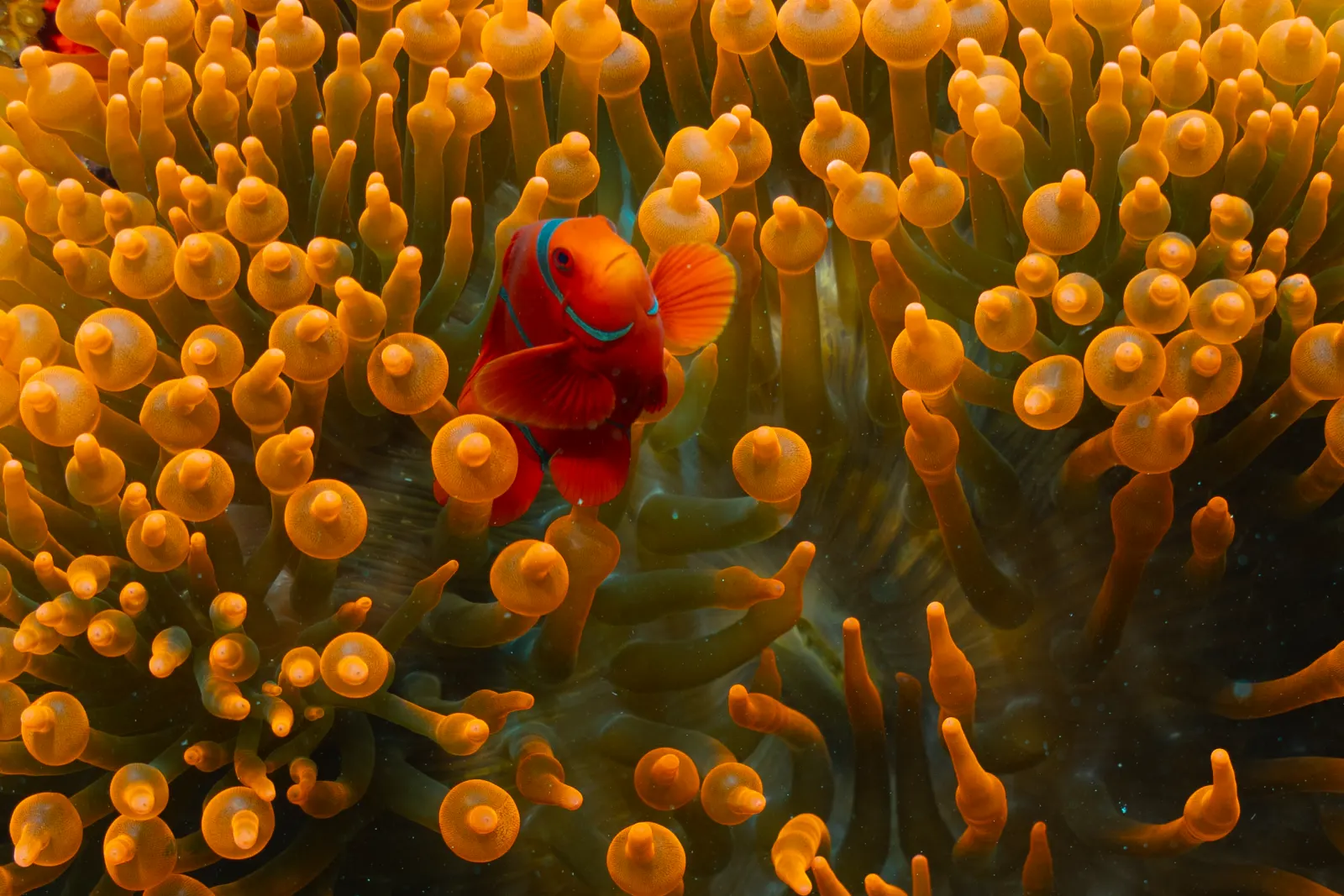 A clownfish in an anemone