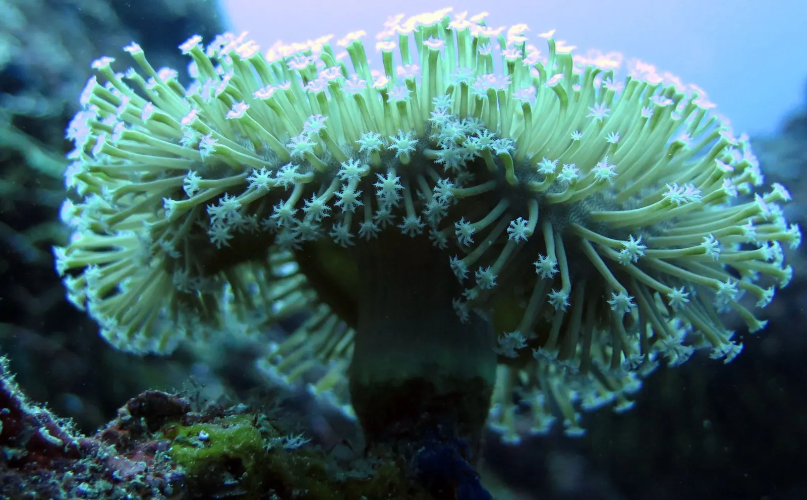 A coral garden