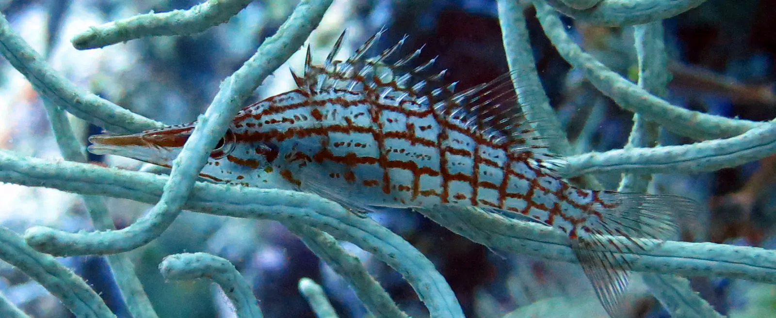 Soft corals close up