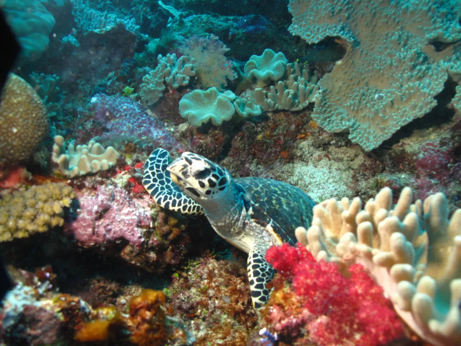 A turtle on the reef