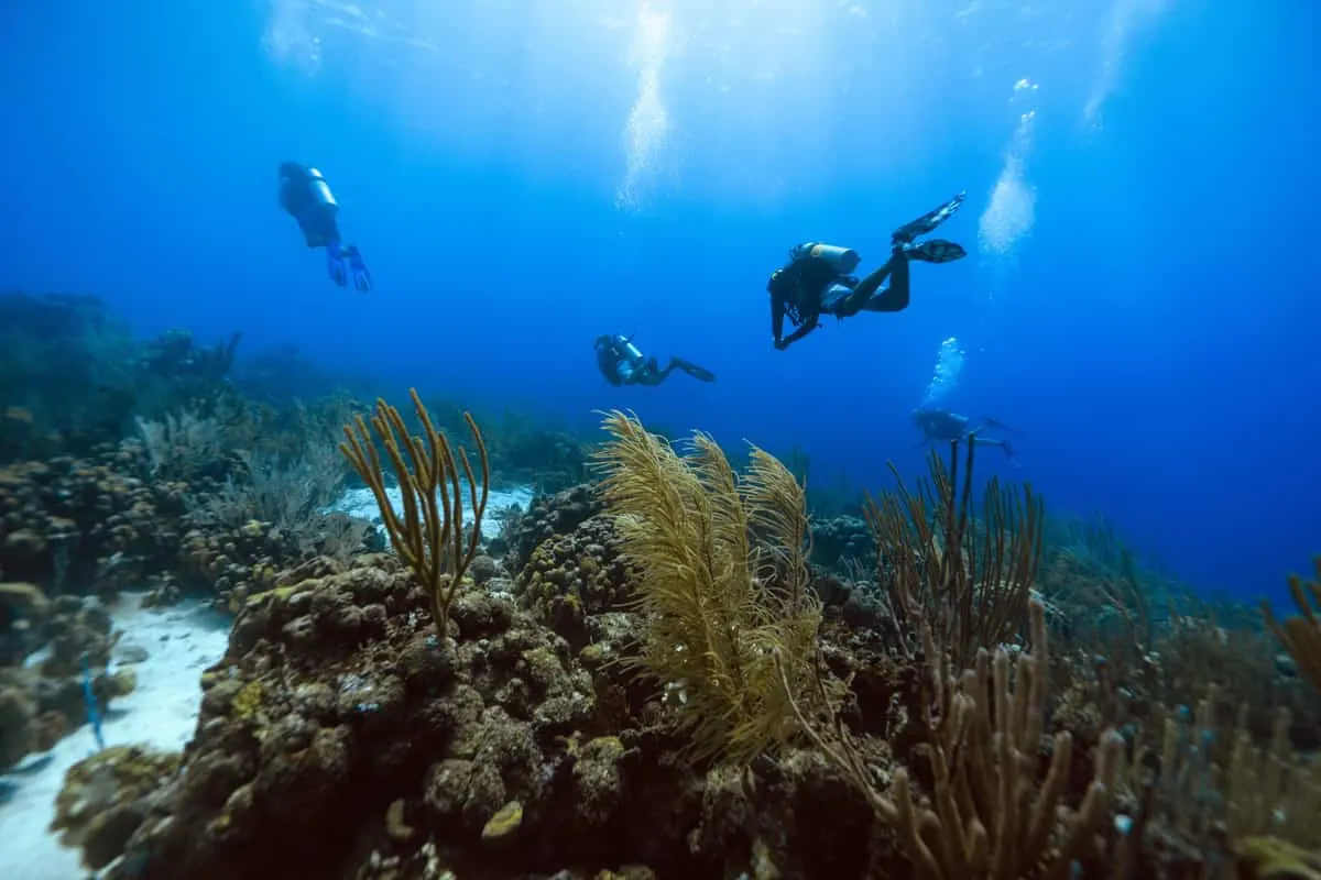 Two divers over the corals