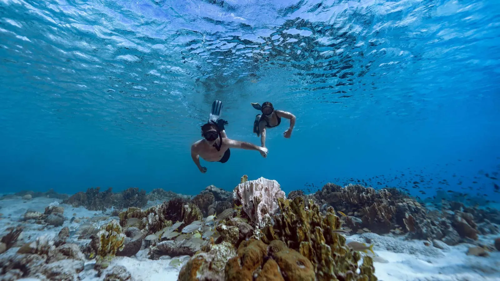 Snorkellers over the corals