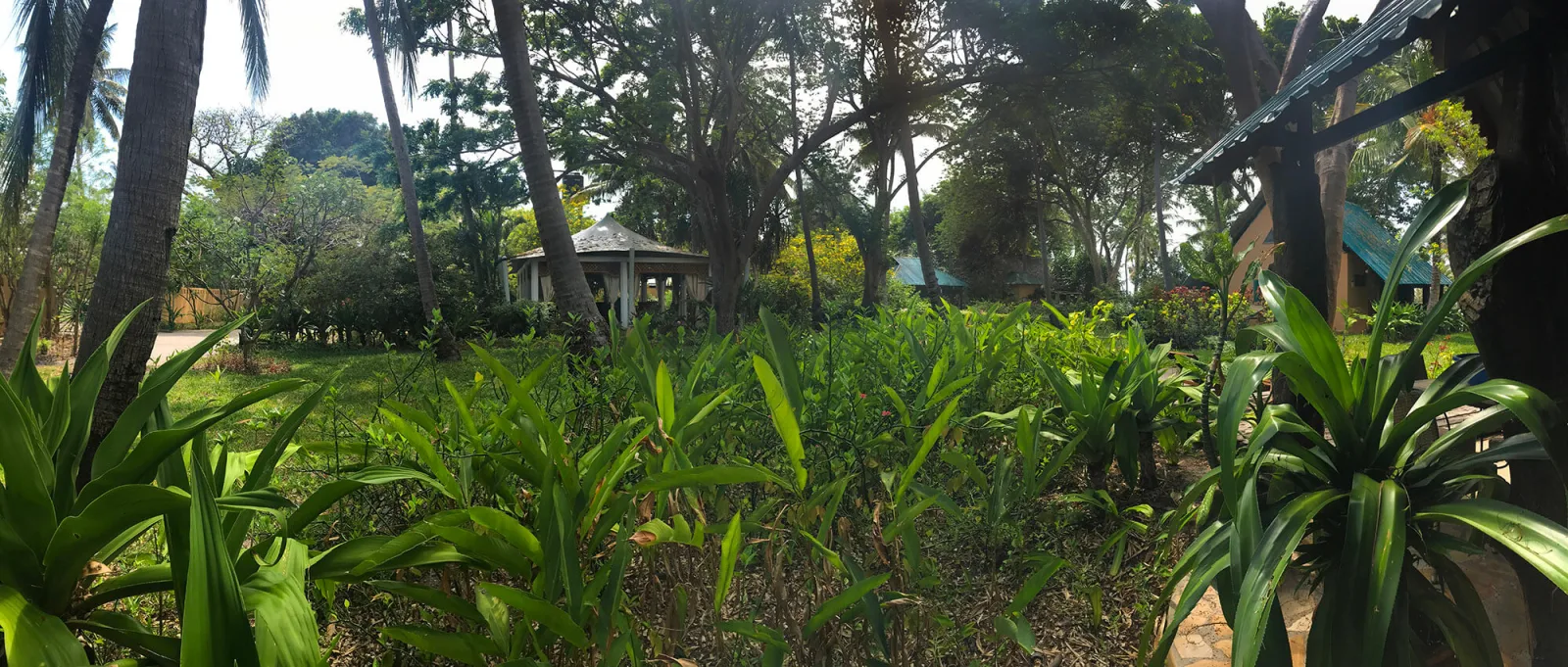 The view from the room into the tropical garden