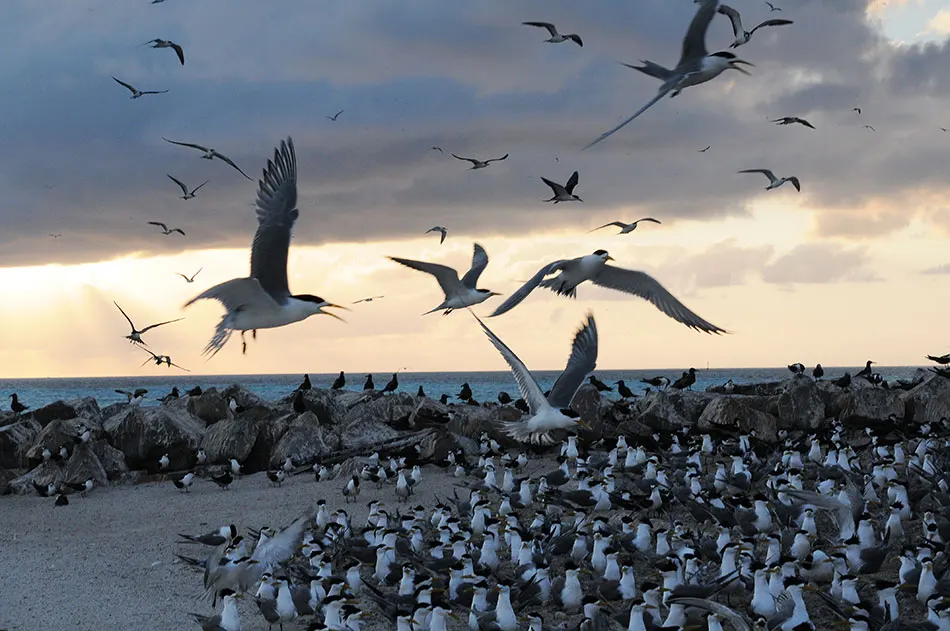 Birds on the atoll shore