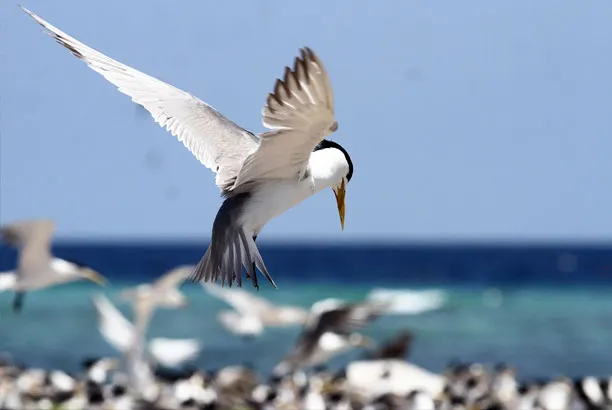 A tern over the beach